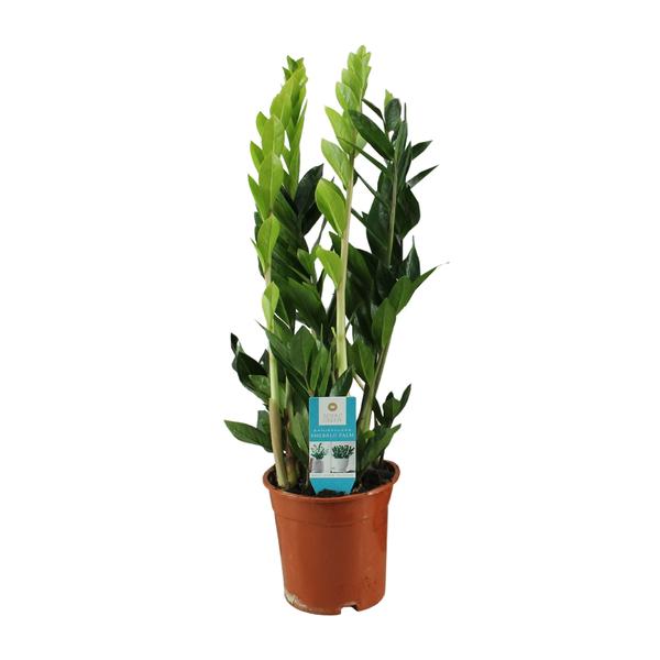 Zamioculcas Zamiifolia – Ø17cm – ↕65cm