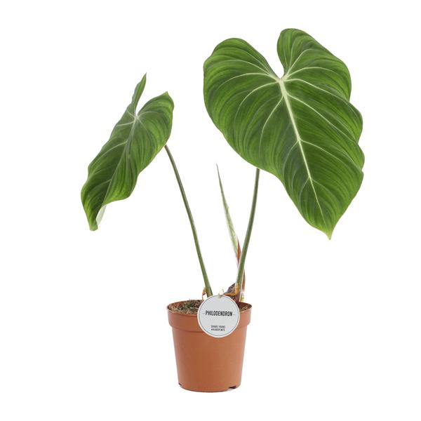 Philodendron Gloriosum – Ø15cm – ↕60cm