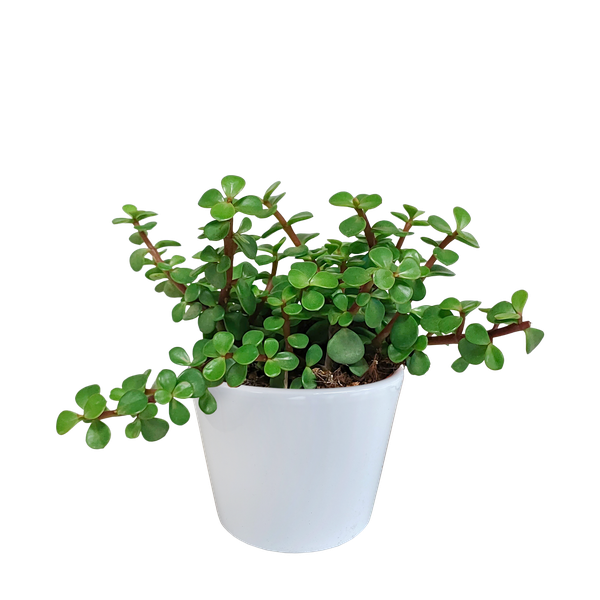 Portulaca afra – in witte pot