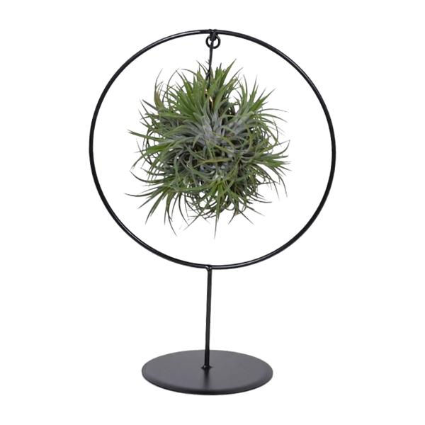 Tillandsia Ring Mix – Ø15cm – ↕35cm