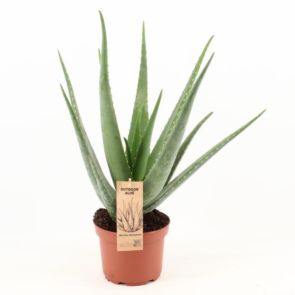 Aloe Vera – Ø19cm – ↕70cm