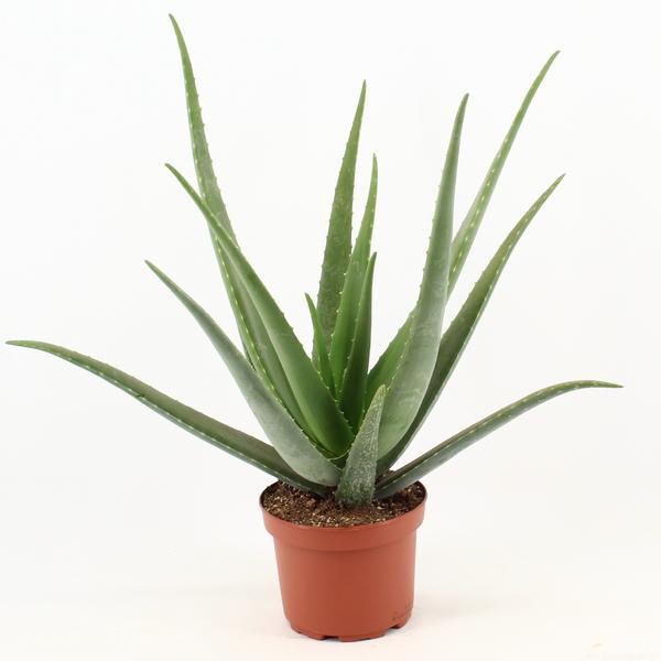 Aloe Vera – Ø19cm – ↕70cm