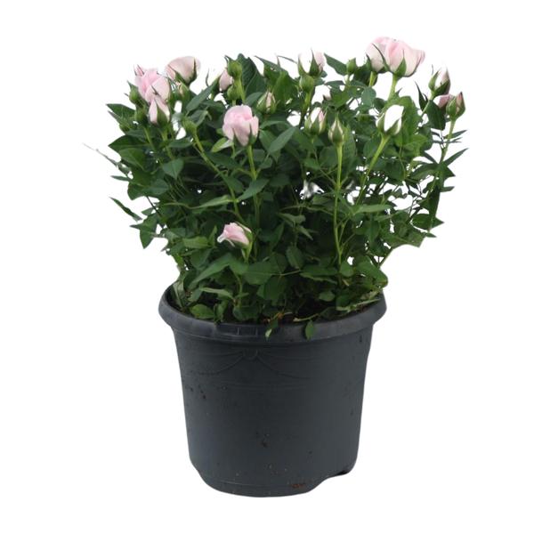 Rosa Jewel Patio Baby – Ø17cm – ↕30cm