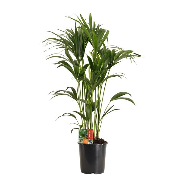 Howea Forsteriana – Ø24cm – ↕120cm