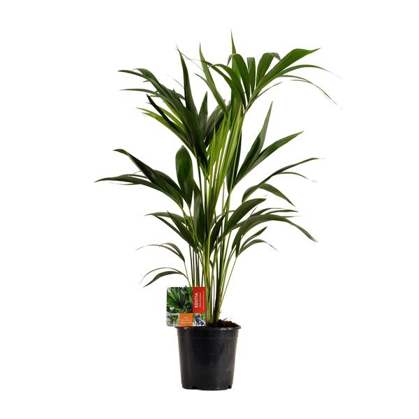 Howea Forsteriana – Ø19cm – ↕100cm