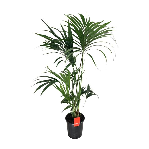 Howea Forsteriana – Ø24cm – ↕130cm