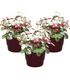 Gaultheria Pr. ‚Big Berry‘ + Snow + Pot Basic Bordeaux – 3 stuks – Ø10cm – ↕15cm