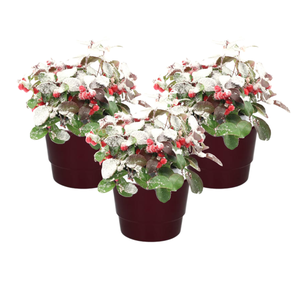 Gaultheria Pr. ‚Big Berry‘ + Snow + Pot Basic Bordeaux – 3 stuks – Ø10cm – ↕15cm