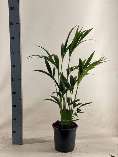 Howea Forsteriana – Ø19cm – ↕90cm