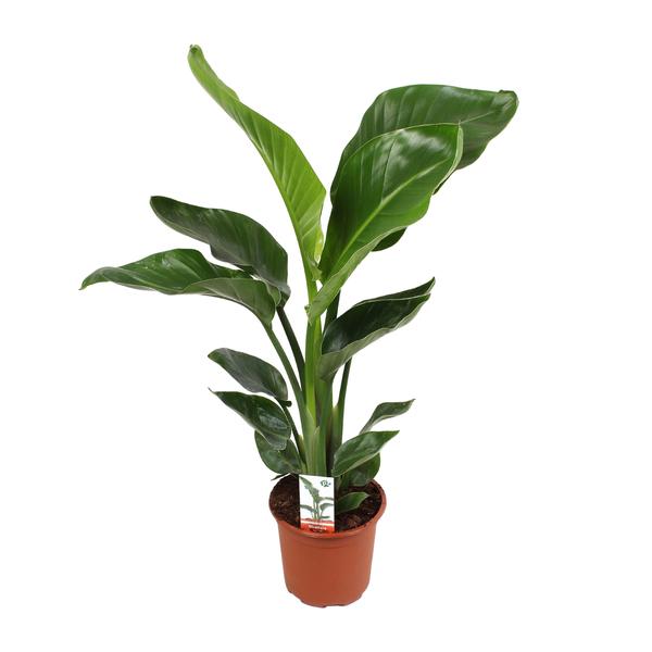 Strelitzia Nicolai – Ø17cm – ↕70cm