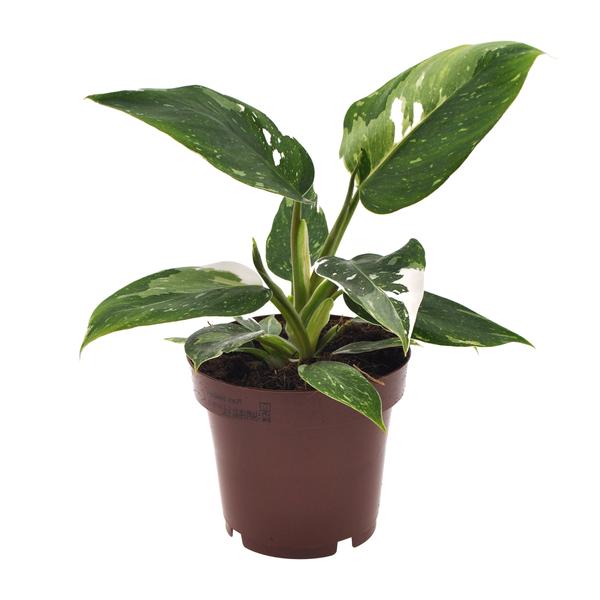 Philodendron White Princess – Ø12cm – ↕25cm