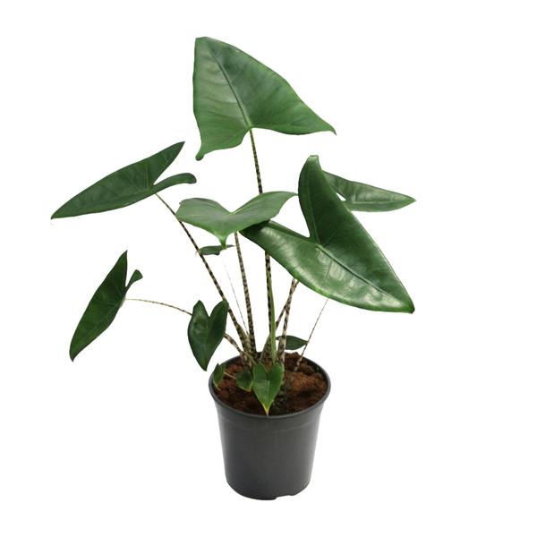 Alocasia Zebrina – Ø21cm – ↕80cm