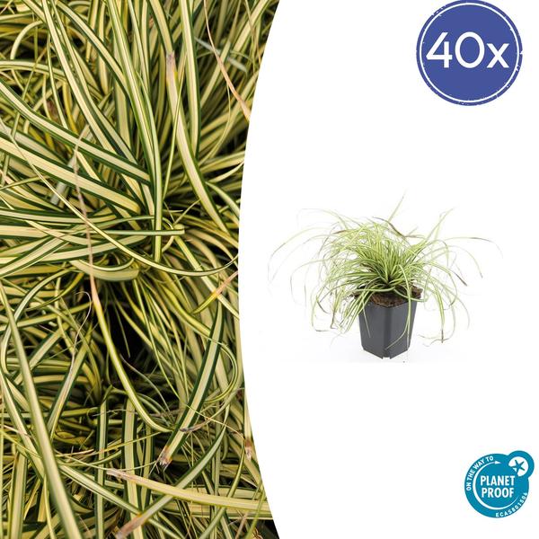 Carex oshim. ‚Evergold‘ – ↕10-25cm – Ø9cm – 40x