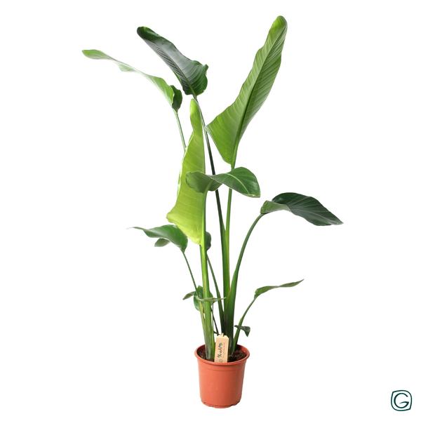 Strelitzia Nicolai – Ø21cm – ↕100cm