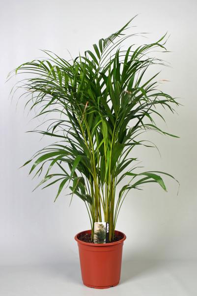 Dypsis Lutescens (Areca) – Ø21cm – ↕100cm