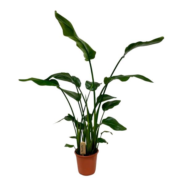 Strelitzia Nicolai – Ø21cm – ↕120cm