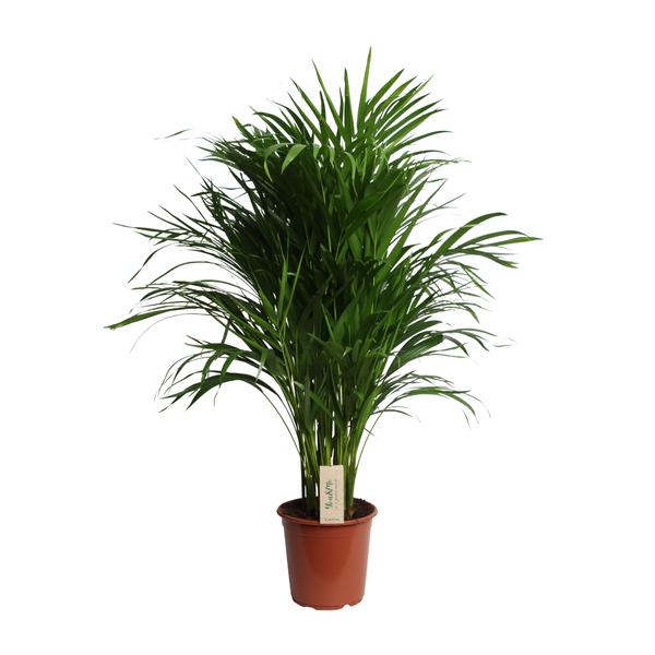 Dypsis Lutescens (Areca) – Ø21cm – ↕100cm