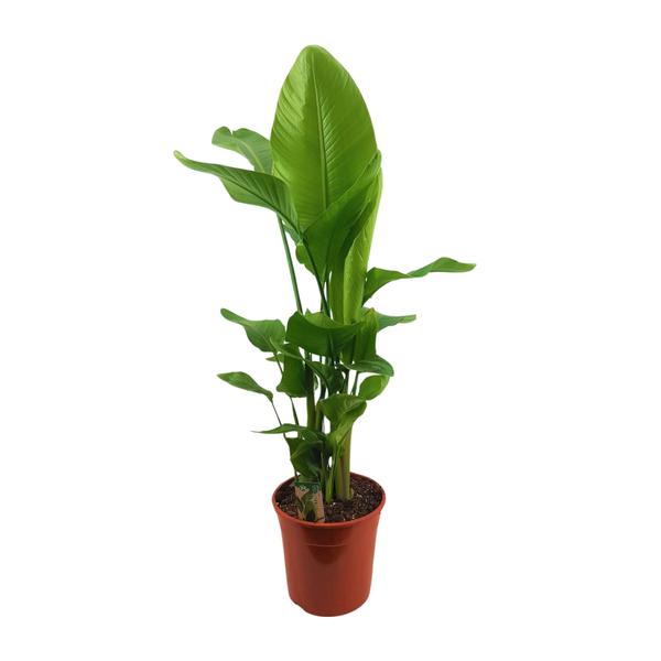 Strelitzia Nicolai – Ø27cm – ↕130cm