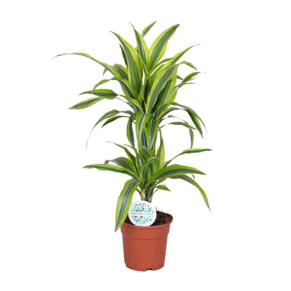 Dracaena Lemon Lime – Ø17cm – ↕65cm