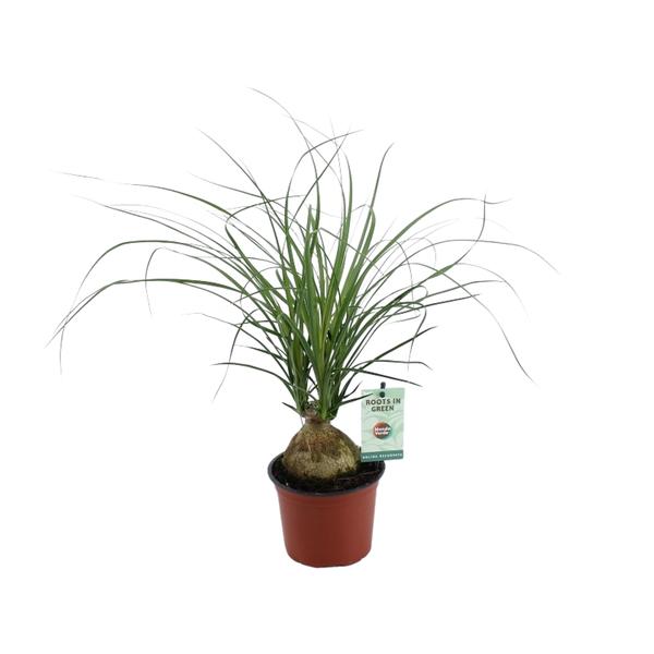 Beaucarnea Nolina Recurvata – Ø12cm – ↕45cm