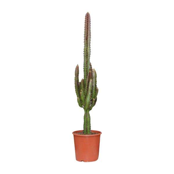 Euphorbia Trigona Rubra – Ø17cm – ↕70cm