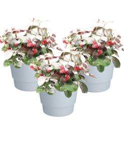 Gaultheria Pr. ‚Big Berry‘ + Snow + Pot Basic Weiß- 3 stuks – Ø10cm – ↕15cm