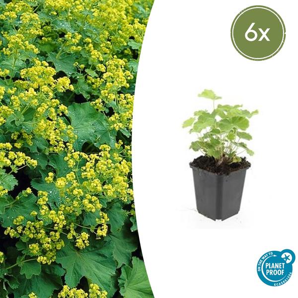 Alchemilla mollis – ↕10-25cm – Ø9cm – 6x