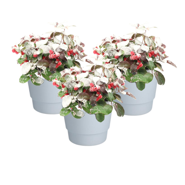 Gaultheria Pr. ‚Big Berry‘ + Snow + Pot Basic Weiß- 3 stuks – Ø10cm – ↕15cm