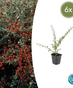 Cotoneaster suec. ‚Coral Beauty‘ – ↕10-25cm – Ø9cm – 6x