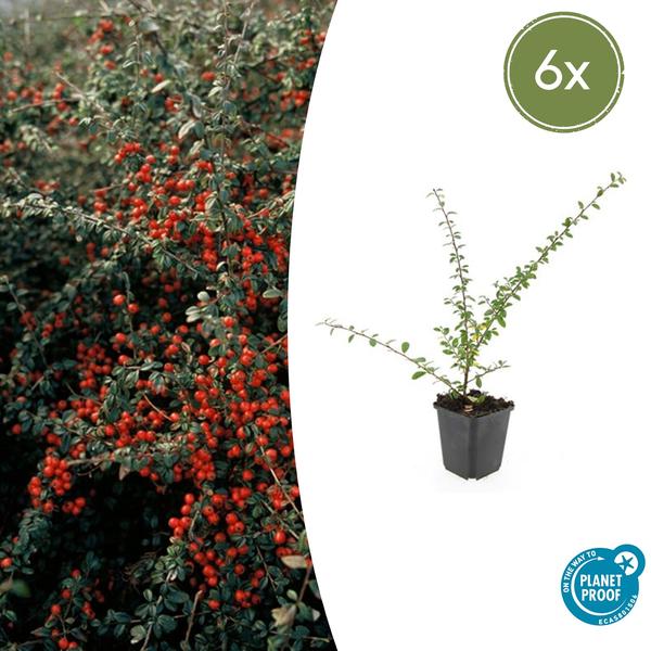 Cotoneaster suec. ‚Coral Beauty‘ – ↕10-25cm – Ø9cm – 6x