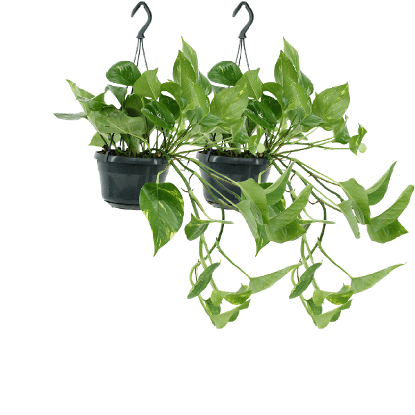 2x Epipremnum Aureum – Scindapsus – 25cm – ø15