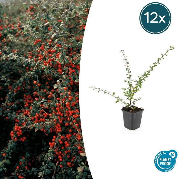 Cotoneaster suec. ‚Coral Beauty‘ – ↕10-25cm – Ø9cm – 12x