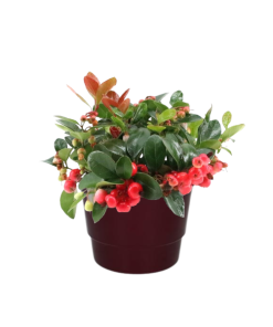 Gaultheria Pr. ‚Big Berry‘ – Ø10cm – ↕15cm + Pot Basic D11,5x9cm – Bordeaux