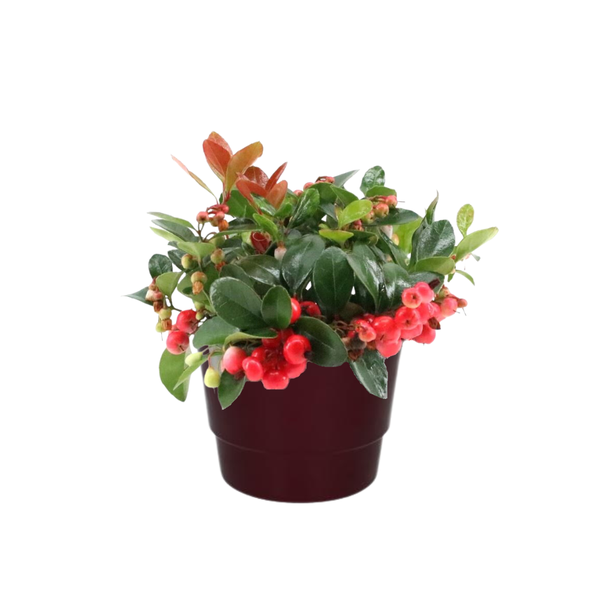 Gaultheria Pr. ‚Big Berry‘ – Ø10cm – ↕15cm + Pot Basic D11,5x9cm – Bordeaux