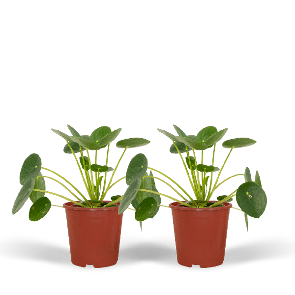 2x Pilea Peperomiodes – Pfannkuchenpflanze – 20cm – ø12