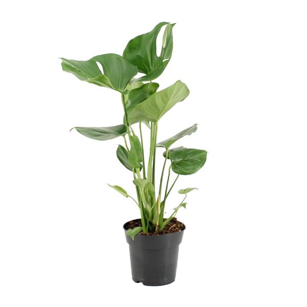 Monstera Deliciosa – Ø17cm – ↕60cm