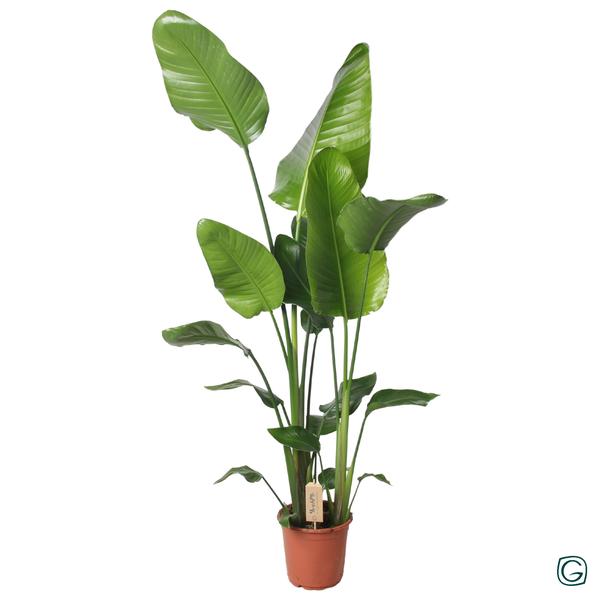 Strelitzia Nicolai 130cm – Ø21cm – ↕130cm