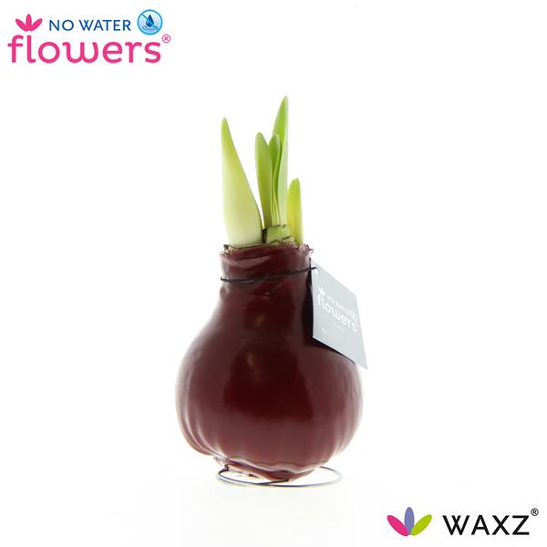 No Water Flowers Waxz® Bordeaux – ↕15cm