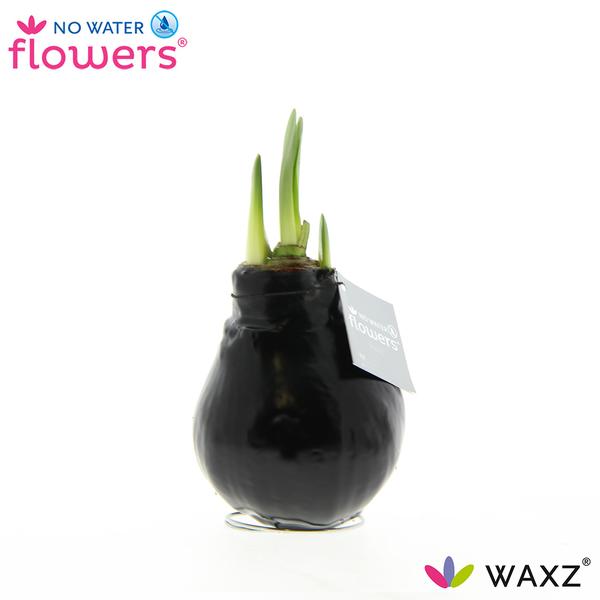 No Water Flowers Waxz® Black – ↕15cm