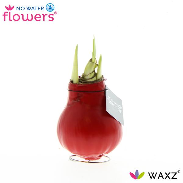 No Water Flowers Waxz® Red – ↕15cm