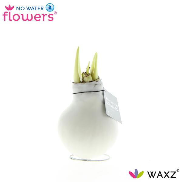 No Water Flowers Waxz® White – ↕15cm