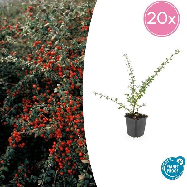 Cotoneaster suec. ‚Coral Beauty‘ – ↕10-25cm – Ø9cm – 20x