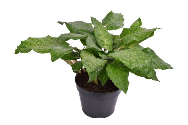 Calathea Musaica Network – Ø14cm – ↕35cm