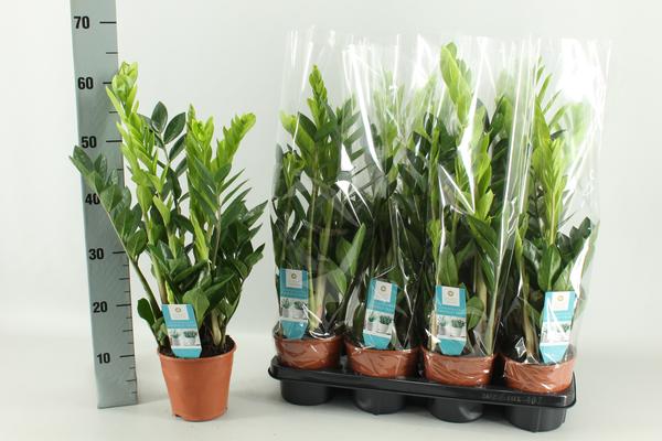 Zamioculcas 14 Cm – Ø14cm – ↕65cm