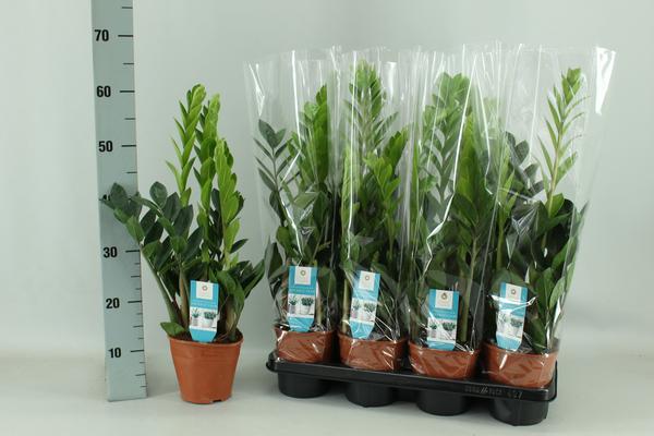 Zamioculcas 14cm – Ø14cm – ↕65cm