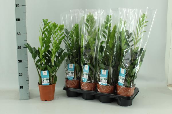 Zamioculcas 14cm – Ø14cm – ↕65cm