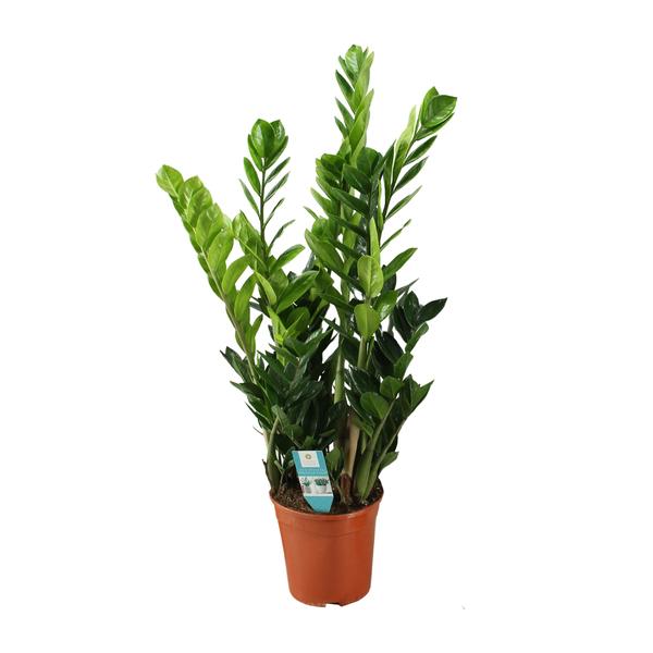 Zamioculcas 21cm – Ø21cm – ↕100cm