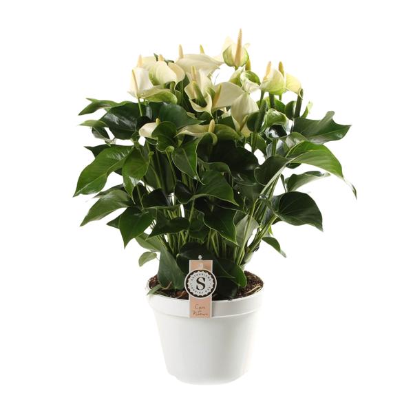 Anthurium White Champion 21cm – Ø21cm – ↕65cm