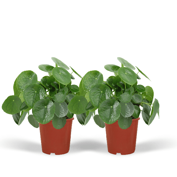 2x Pilea Peperomiodes – Pfannkuchenpflanze – 25cm – ø15