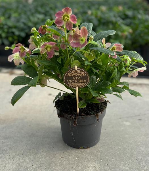 Helleborus Viv Victoria 17 CM – Ø17cm – ↕45cm